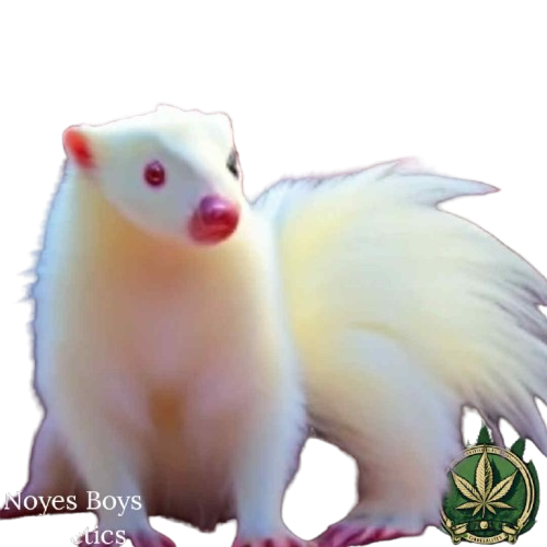 Albino Skunk